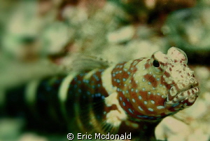 UAE Goby by Eric Mcdonald 